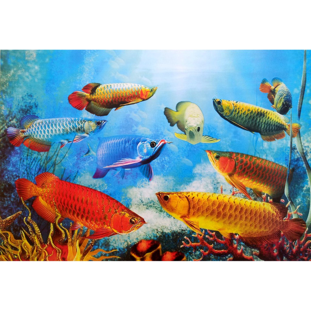 โปสเตอร์-รูปวาด-ปลามังกร-ปลามงคล-ภาพมงคล-เสริมฮวงจุ้ย-arowana-poster-24-x35-นิ้ว-fish-silver-dragonfish