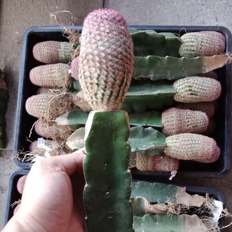 ถูกสุด-cactus-เรนโบว์ไม้เมล็ด-เรนโบว์ไม้กราฟ-เรนโบว์คริสตาต้า-กระบองเพชร-แคคตัส