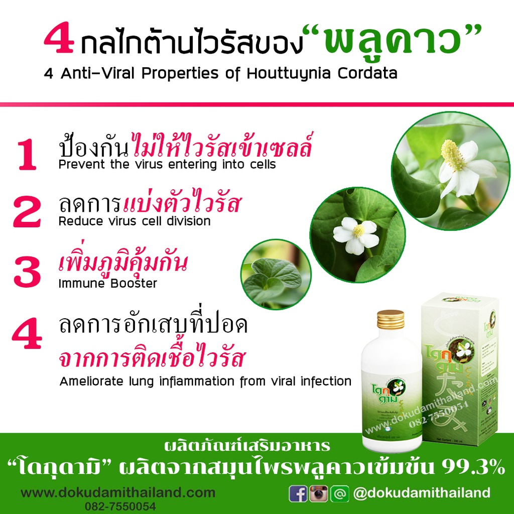 โดกุดามิ-dokudami-ราคาพิเศษ-1-500-บาท-วันนี้เท่านั้น-สมุนไพร-พลูคาว-คาวตอง-เข้มข้น-99-3