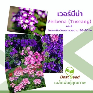 อินทรีย์ ต้น ดอก/เมล็ดพันธุ์ ดอกเวอร์บีน่า พันธุ์ทัสคานี คละสี (Verbena Tuscany) 15 เมล็ด ปลูกง่าย ปลูกได้ทั่วไทย NWI8