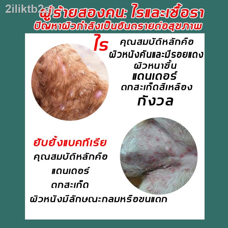 ปกป้องสุขภาพผิวของสัตว์เลี้ยงของคุณ-vegebrand-แชมพูสัตว์เลี้ยง-250ml-สูตรพืช-รักษาโรคเรื้อน-โรคเชื้อรา-ยีสต์-ผื่นคัน-ผื่