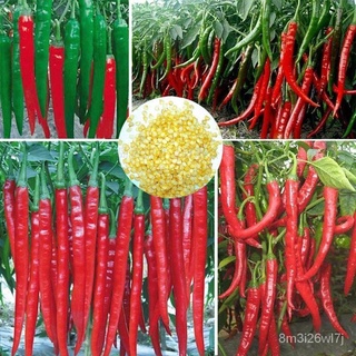 （เมล็ดพันธุ์ ถูก คละ）100ชิ้น / แพ็ค Spicy Red Chili Hot Pepper Seeds เมล็ดพริกไทย สามารถปลูกได้ทั่วประเทศไทย เมล็ดพันธุ์