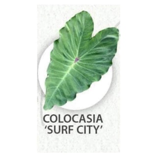 ภาพหน้าปกสินค้าColocasia surf city โคโลคาเซียเซิฟ ซิตี้ 💥ตัดใบส่งนะคะ💥 ที่เกี่ยวข้อง