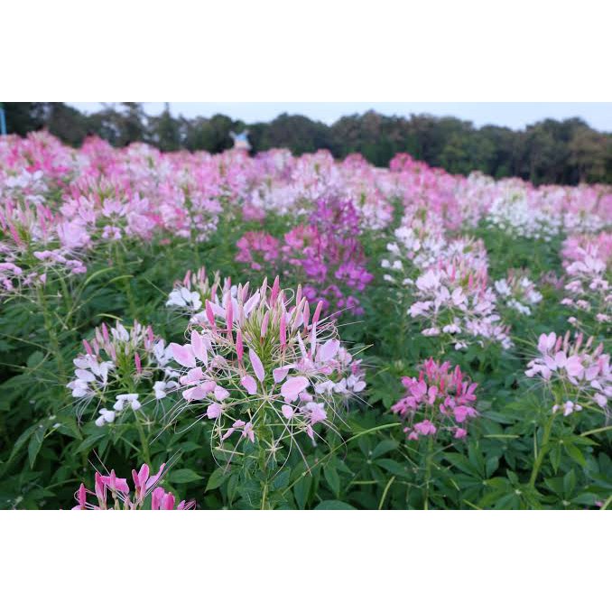 เมล็ดพันธุ์-ดอกไม้-เสี้ยนฝรั่ง-cleome