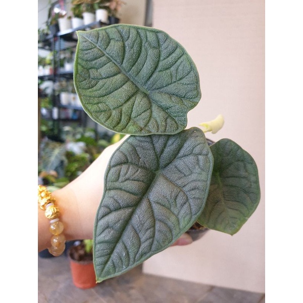 alocasia-melo-ฟอร์ม4-5ใบ