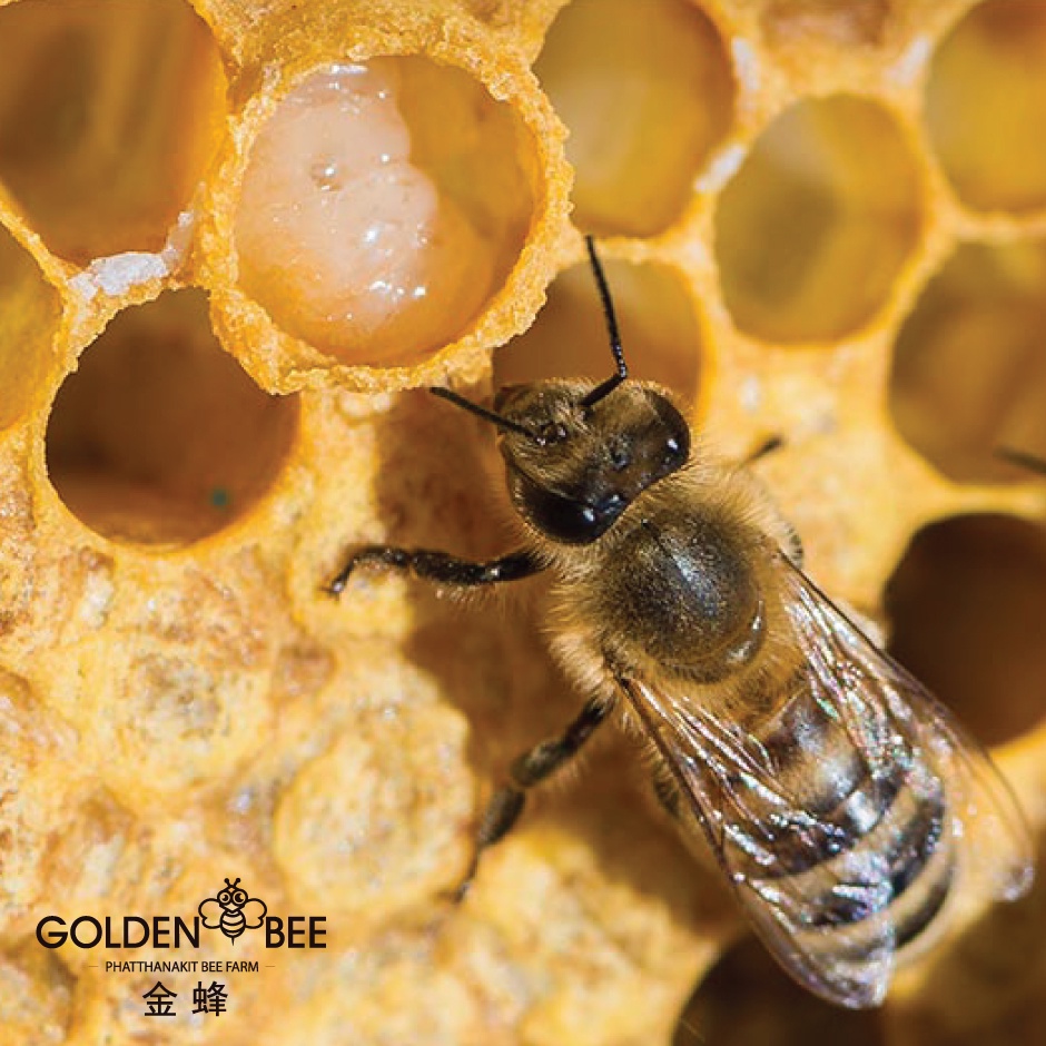ภาพหน้าปกสินค้านมผึ้งสด 500 g. Fresh Royal Jelly แบรนด์ Golden Bee จากฟาร์มผึ้งพัฒนกิจ เชียงใหม่ จากร้าน phatthanakit_bee_farm บน Shopee