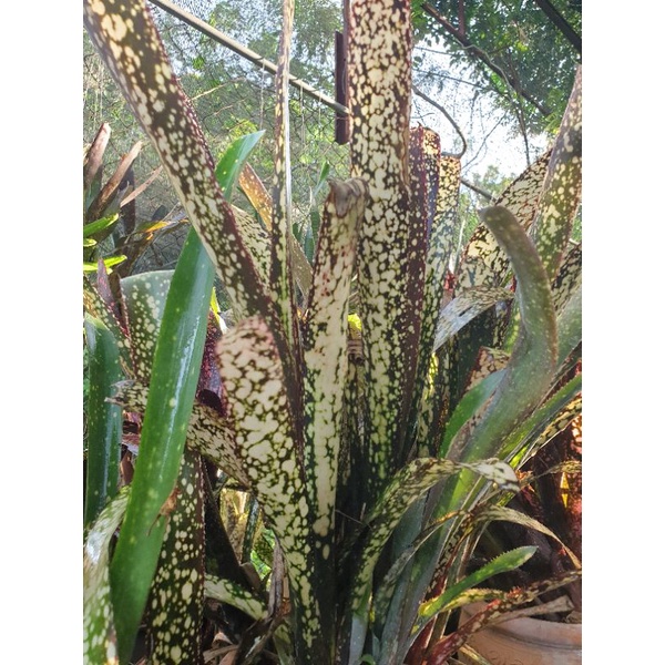 ขายเป็นหน่อหรือต้นลูก-สับปะรดสี-bromeliads-ไม้มงคล-ไม้ด่าง-ไม้ประดับ-ไม้จัดสวน-ไม้ใบสวย