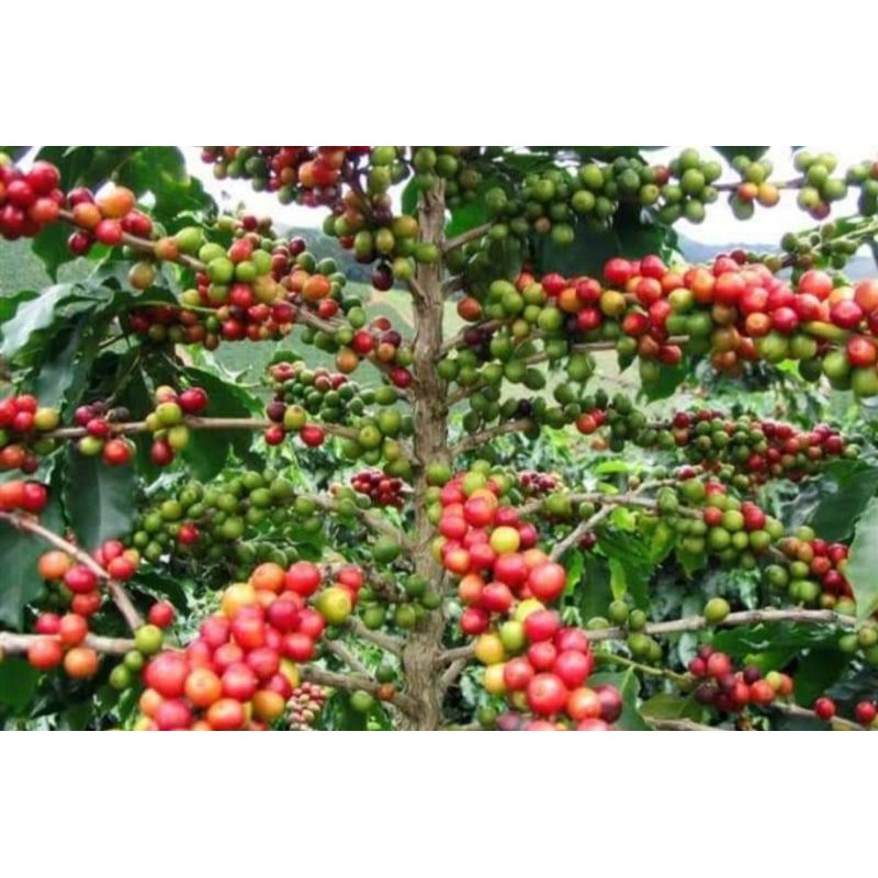 ต้นกาแฟโรบัสต้า-ต้นขนาด-70-90-ซม