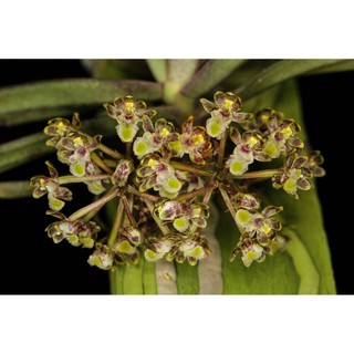 กล้วยไม้พันธุ์แท้ดอกสวยงามเอื้องเสือน้อยพม่าGastrochilus platycalcaratus