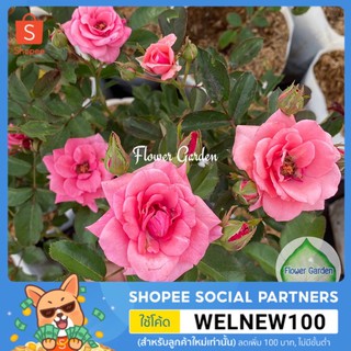 Flower Garden F461 กุหลาบ พวงสีชมพู ขนาดถุงใหญ่ ส่งติดดอก