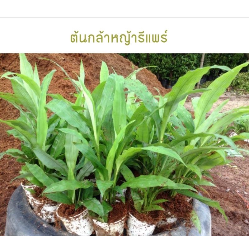 หญ้ารีแพร์1ถุงสมุนไพรไทย-1ถุง-5ต้น