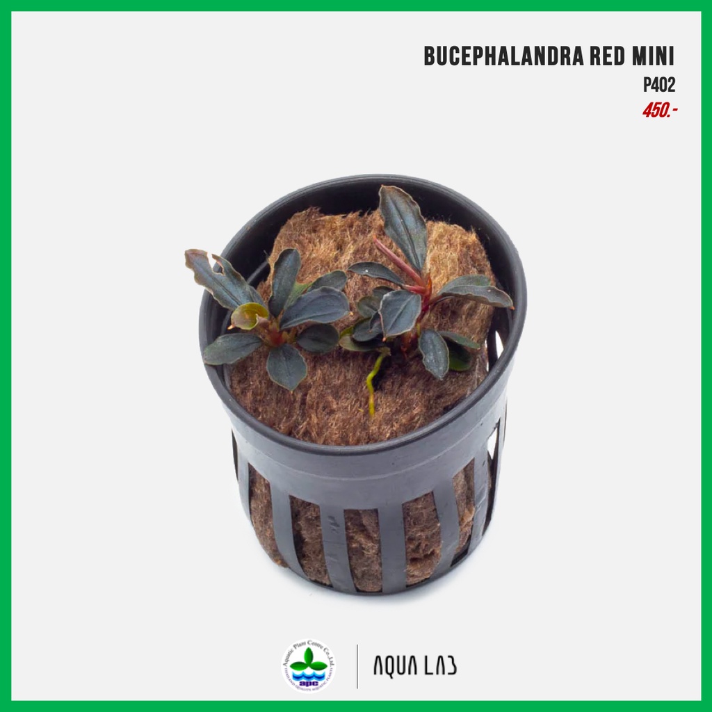 [APC] Bucephalandra red mini (บูเซปเรดมินิ) [ไม้น้ำ - Aquatic Plant ...