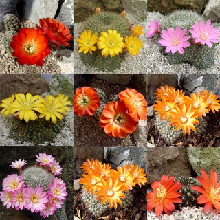 เมล็ดพันธุ์ REBUTIA Mix รีบูเทีย 20 เมล็ด แคคตัส กระบองเพชร Cactus