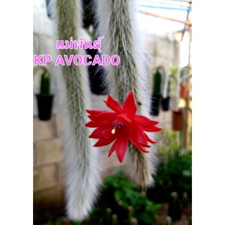 ภาพหน้าปกสินค้าหางลิง แคสตัส monkey  Tail cactus ตัดสดสำหรับชำหรือกราฟ พันธุ์ขนยาว มีพร้อมส่ง มีเก็บปลายทาง ส่งแบบเปลือยราก ที่เกี่ยวข้อง