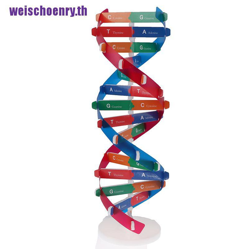 ภาพหน้าปกสินค้าWeischoenry โมเดลของเล่นวิทยาศาสตร์ DNA Double Helix เสริมการเรียนรู้เด็ก