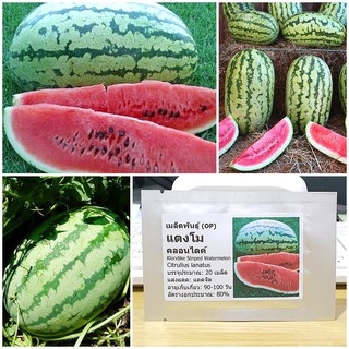 เมล็ดพันธุ์ แตงโม คลอนไดค์ (Klondike Striped Watermelon Seed) บรรจุ มล็ด50 เมล็ด (ไม่ใช่พืชที่มีชีวิต)