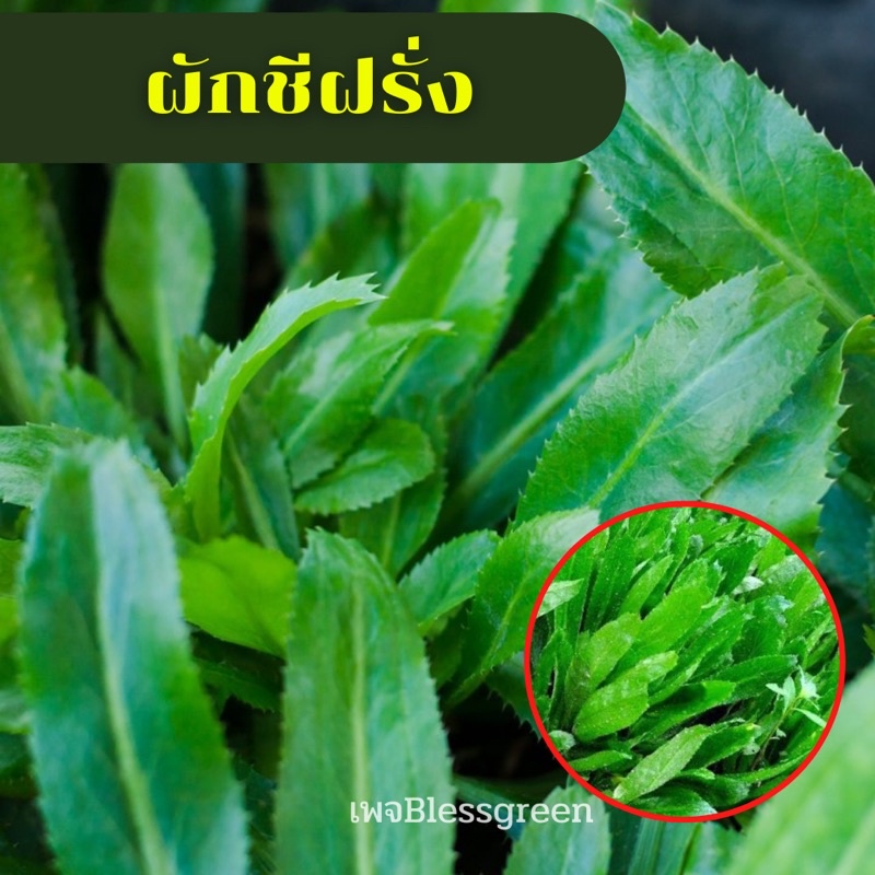 เมล็ดผักชีฝรั่ง-1500-เมล็ด