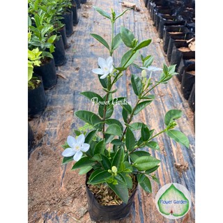 Flower Garden F104 ต้นพุดพิชญา Tagar Mini Plant - Crape Jasmine แบบถุง ปลูกง่ายโตเร็ว