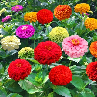 （เมล็ดพันธุ์ ถูก คละ）เมล็ดพันธุ์ ดอกบานชื่นดอกซ้อน(Zinnia) 30 เมล็ด ต้นไม้มงคล ไม้ประดับ เมล็ดพันธุ์พืช เมล็ดดอกไม้ พรรณ