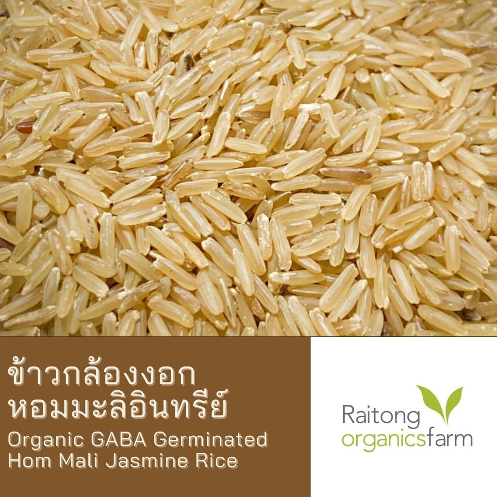 ข้าวกล้องงอกหอมมะลิอินทรีย์ เกรดส่งออก Certified Organic GABA ...