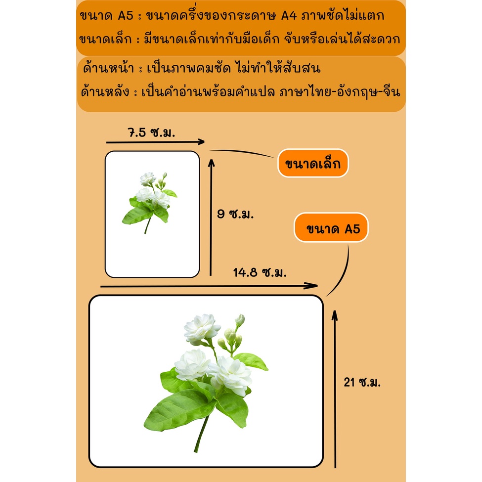 บัตรภาพ-flash-cards-ดอกไม้กับต้นไม้