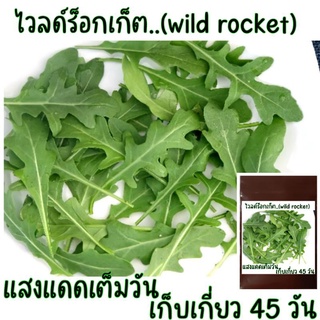 100 เมล็ด ไวลด์ร็อคเก็ต wild rocket