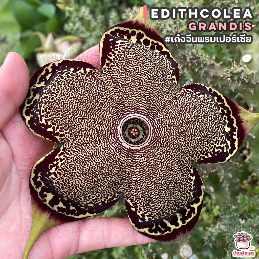 เก๋งจีนพรมเปอร์เซีย Edithcolea Grandis แคคตัส กระบองเพชร cactus ...