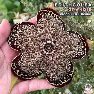 เก๋งจีนพรมเปอร์เซีย Edithcolea Grandis แคคตัส กระบองเพชร cactus&succulent