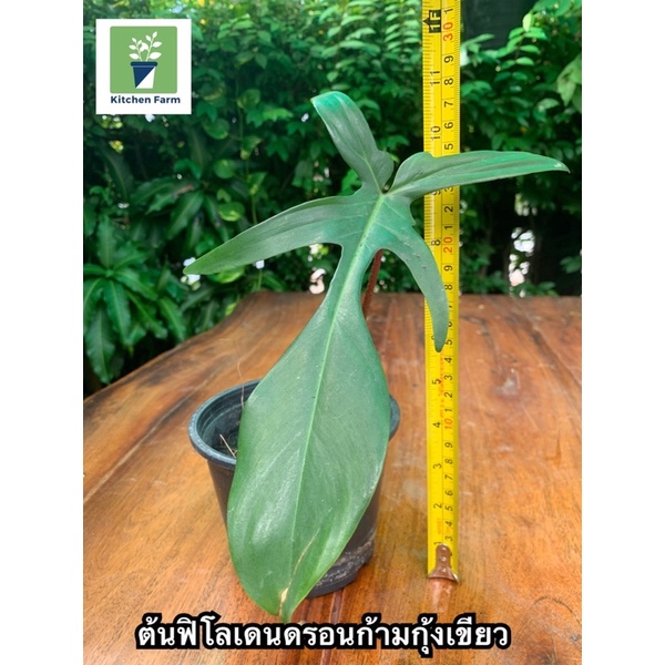 ฟิโลเดนดรอนก้ามกุ้งเขียว-philodendron-pedatun-ฟิโลเดนดรอน