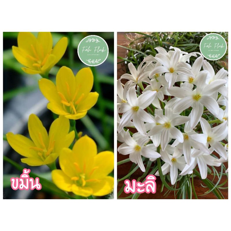 บัวดิน-ชุด-15-หัว-9-ชนิด-ชุด-สุดคุ้ม-259-บาท-ส่ง-ฟรี