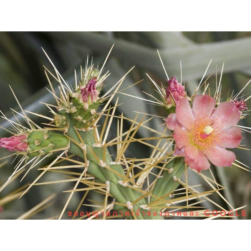 โอพันเทียหนามดูด Cylindropuntia hystrix ดอกชมพู ?โอพันเทีย opuntia กระบองเพชร แคคตัส ?