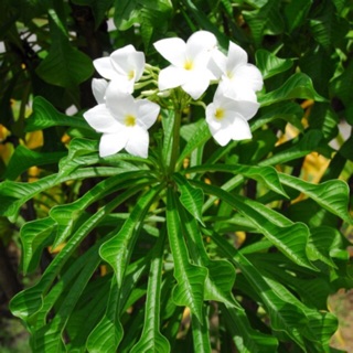 ลีลาวดีใบลูกศร 🌿 Plumeria pudica Jacq.(ชอบแดดจัด)