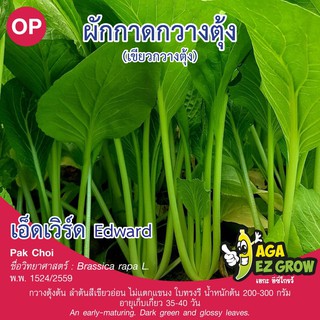 เมล็ดพันธุ์ เขียวกวางตุ้ง เอ็ดเวิร์ด บรรจุ 10 กรัม [โปรโมชั่น ซื้อ10ซอง แถมฟรี 1ซอง]