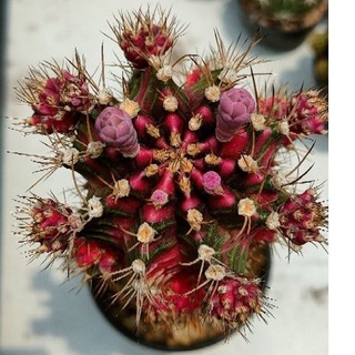 Cake Cactus Farm กระบองเพชร Gymnocalycium mihanovichii  Pink Diamond  ยิมโนด่าง พิงค์ไดมอนด์ (หน่อเด็ดสด2หน่อไม่มีราก)