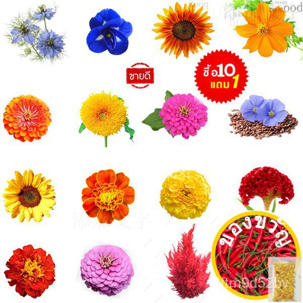 เมล็ดอวบอ้วน100-ดอกไม้ทนร้อน10แถม1ถูกที่สุด10บ-เมล็ดพันธุ์ดอกไม้ทนร้อน5-200เมล็ดปลูกง่ายโตเร็วดอกสวยมากเมล็ดพันธุ์kal