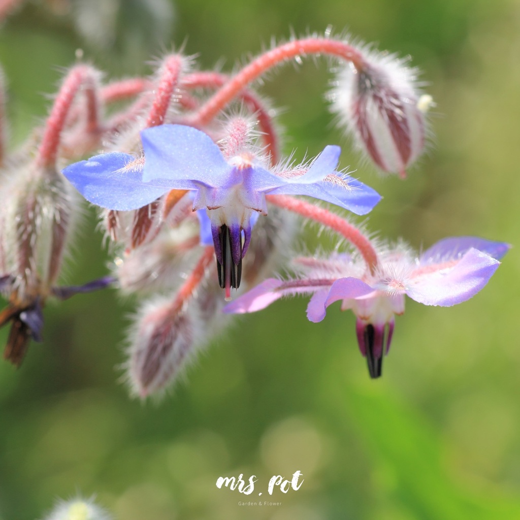 เมล็ดดอกไม้กินได้-โบราจ-borage