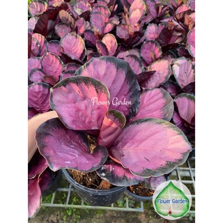 Flower Garden F202 คล้าคริมสัน Calathea Crimson กระถาง 6 นิ้ว #ไม้ฟอกอากาศ ไม้ใบสวย