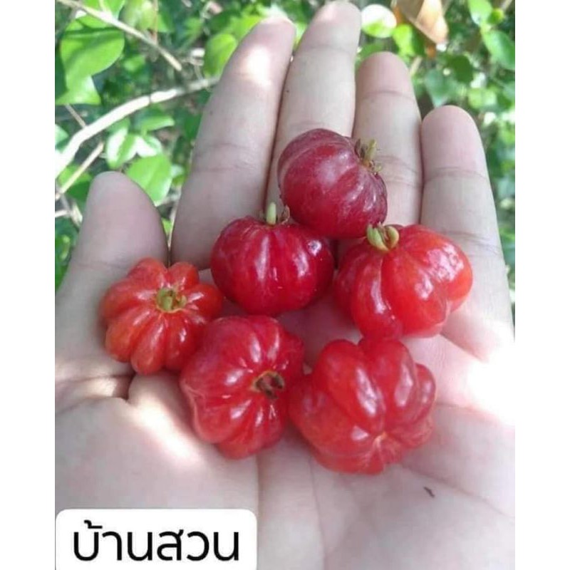 ต้นมะยมแดง-ต้นเชอรี่สเปน-จัดชุด-2-ต้น