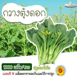 เมล็ดพันธุ์กวางตุ้ง 1000 เมล็ด อัตราการงอก95% ปลูกง่าย โตไว (แถมฟรี เมล็ดผักทุกออเดอร์)