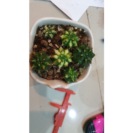 ยินโนด่างเขียว-เหลืองอ้วนๆ-ไม้ขำหน่อ