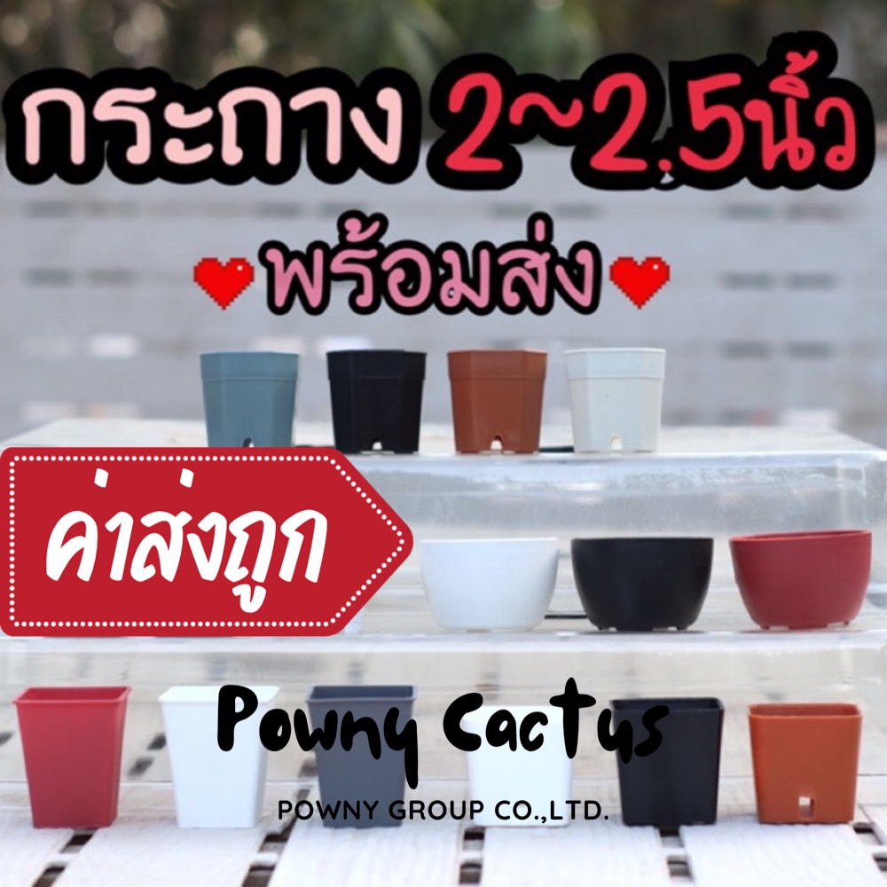 รูปภาพของรบกวนสั่งขั้นต่ำ 5 ใบ คละได้ทั้งร้านนะคะ กระถางพลาสติก 2 นิ้ว กระถาง กระถางแปดเหลี่ยม กระถางกระบองเพชร กระถางแคคตัสลองเช็คราคา