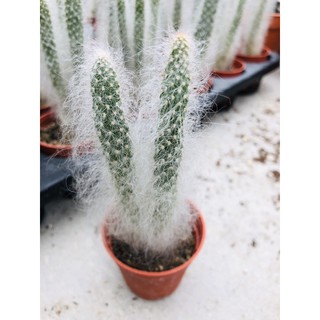 สินค้า Opuntia snow โอพันเทียสโนว์