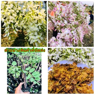 (1ต้น)(ขาย ต้นพันธุ์) ดอก ต้น ต้นแคร์ฝรั่ง แคร์ฝรั่ง แคฝรั่ง ต้นแคฝรั่ง แครฝรั่ง ต้นแค ดอกแคร์ ดอกแคร์ สี ขาว ชมพู วิเชี