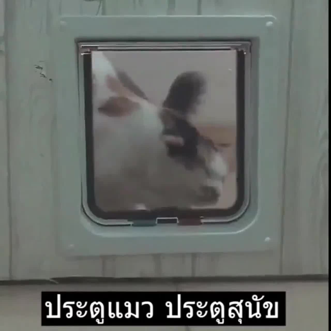 ประตูแมว-ประตูสุนัข-ประตูหมา-สำหรับพันธุ์เล็ก-pet-door-ประตูสำหรับสัตว์เลี้ยงกันแอร์ออก-สะดวกติดตั้งง่าย-ตั้งค่าการเข้า