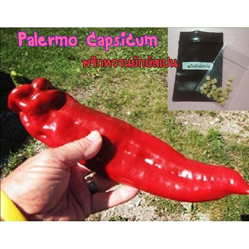 พริกหวานยักษ์สเปน-palermo-capsicum-30-เมล็ด