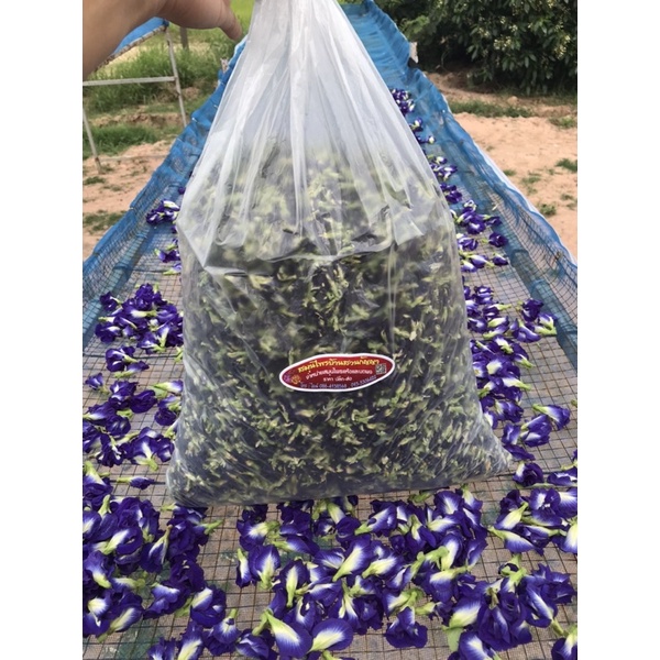 สินค้าขายดี-อันชันแห้ง-butterfly-pea-เกรดเอ-500กรัม