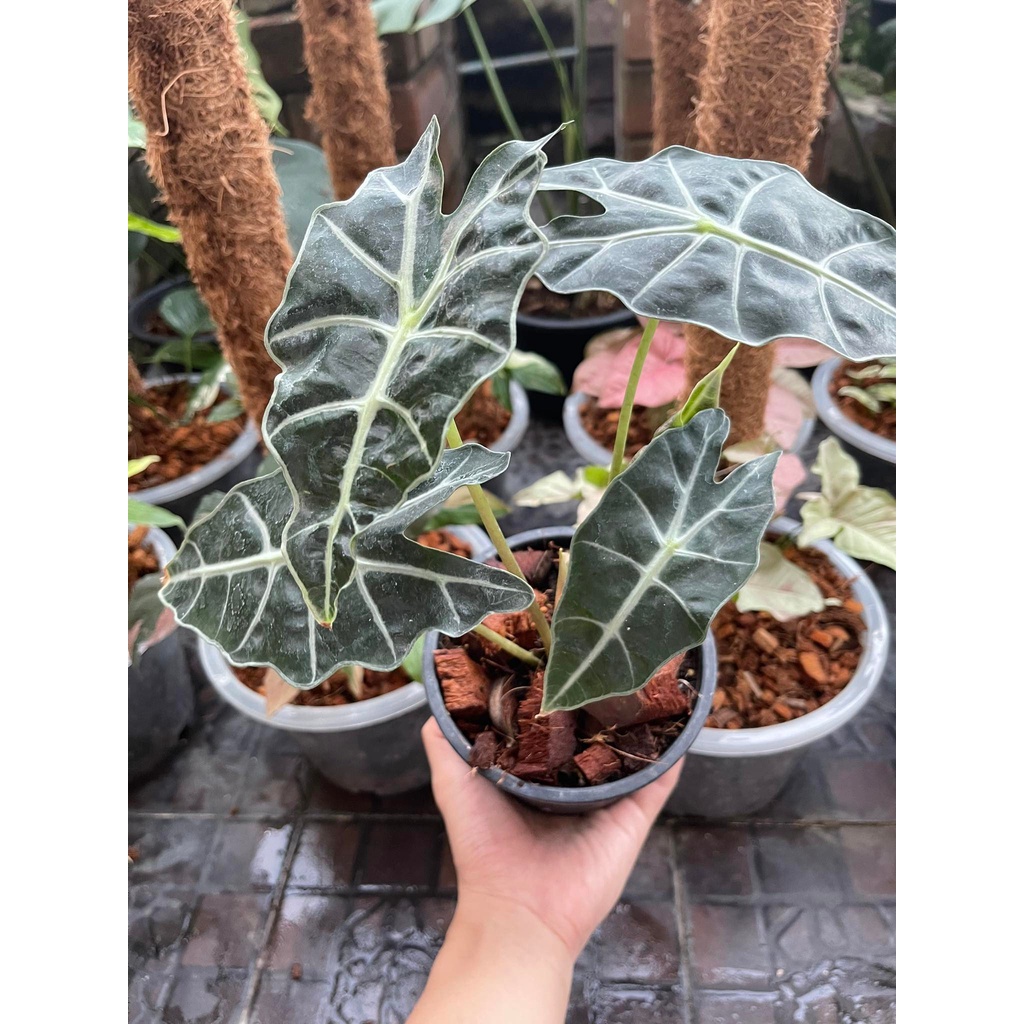 แก้วสารพัดนึก-alocasia-ตัวผู้