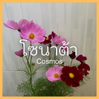 สินค้า เมล็ดพันธุ์พืชดอกไม้ ดอกโซนาต้า คอสมอส คละสี  ม่วง ชมพู ขาว  25 เมล็ด sonata cosmos seed เมล็ดพันธุ์แท้ ราคาถูก คุณภาพดี