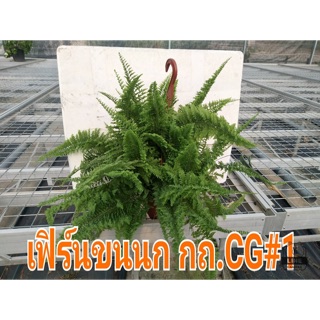 เฟิร์นขนนก เฟิร์นบอสตันสวย ฟู cc1