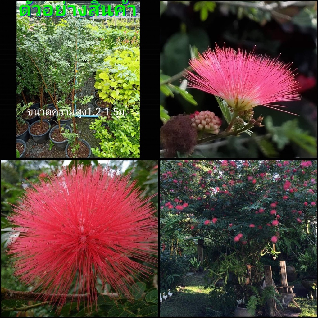 เซต2ต้น-สูง120-150cm-ขายต้นพันธุ์-ต้น-ดอก-ต้นพู่จอมพล-สีชมพู-สีแดง-พู่จอมพล-fadel